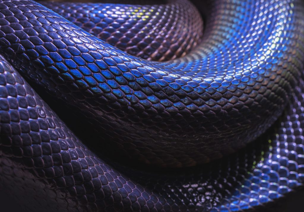blue snake close up