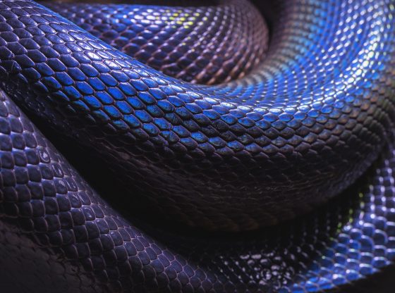 blue snake close up