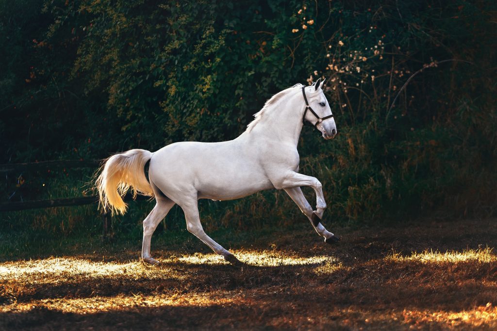 white horse galloping in nature
