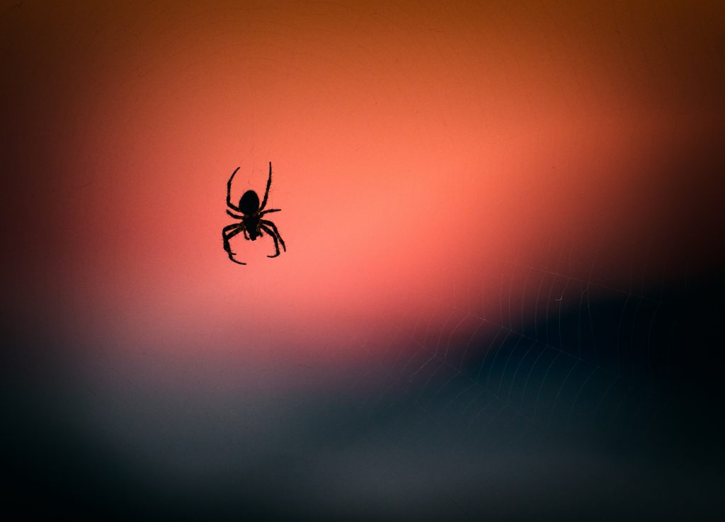 spider silhouette and orange background