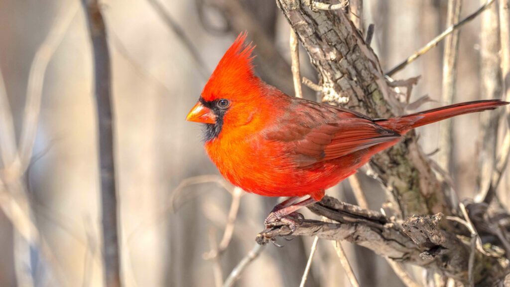 A red cardinal represents a new beginning.