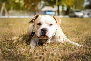 beautiful-dog-on-active-walk-owner