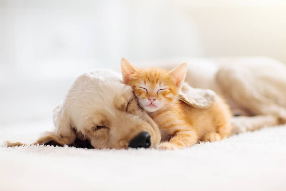 A puppy and a kitten taking a nap and cuddling together on a white blanket.