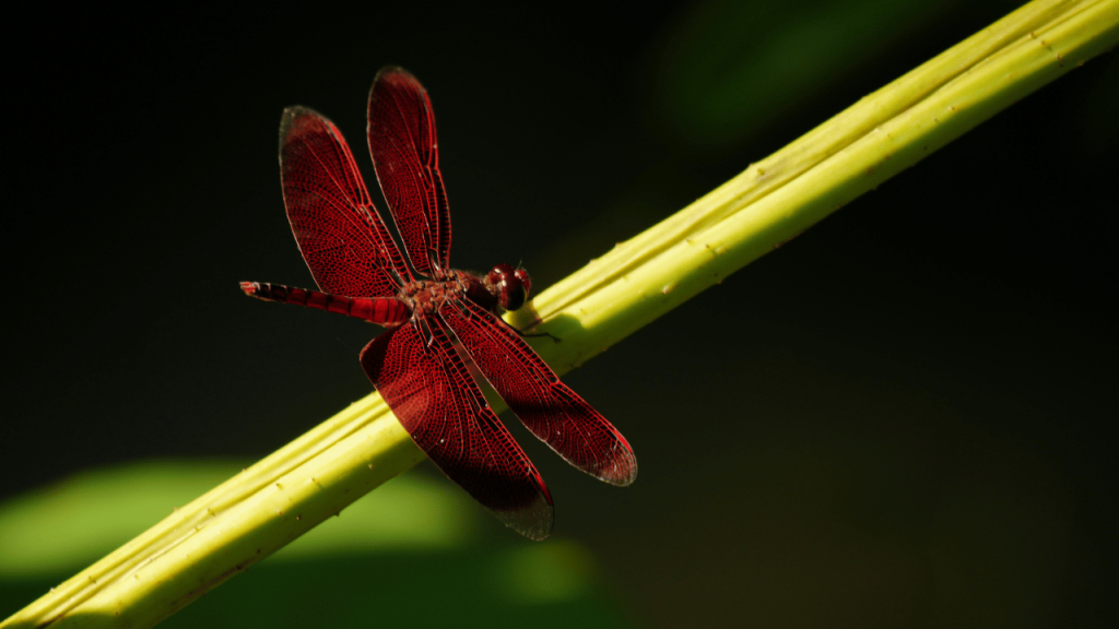 Red Dragonfly Meaning Spiritual & Cultural Symbolism